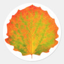 Search for aspen trees stickers Fall