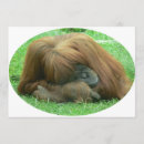 Search for orangutans invitations Primate