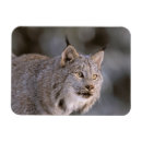 Search for lynx magnets Alaska