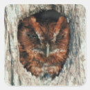 Search for owl photo stickers Outdoors