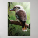 Search for gum tree posters Animal