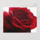 Search for dew postcards Rose