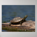 Search for painted turtle posters Reptile