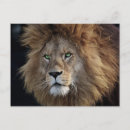 Search for lion postcards Mane