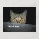 Search for peek a cards Feline