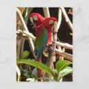 Search for macaw parrot postcards Macaws