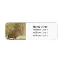 Search for quail return address labels Wildlife