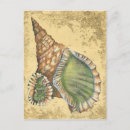 Search for seashell postcards Ocean