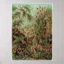 Search for der posters Kunstformen der natur