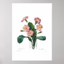 Search for primula posters Vintage