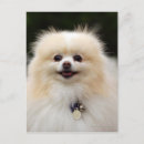 Search for spitz dog postcards Loulou
