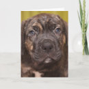 Search for cane corso cards Dog