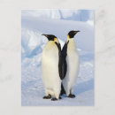 Search for two penguins postcards Full length