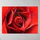 Search for red rose posters Flower