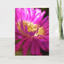 Search for macro cards Photography