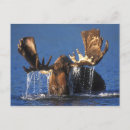 Search for tundra postcards Wildlife