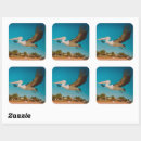 Search for pelicans stickers Wildlife