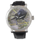 Search for crow watches Nature