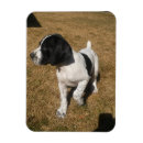 Search for pied magnets English