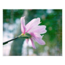 Search for magnolia art Feminine