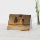 Search for coops cards Photography
