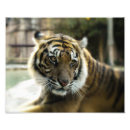 Search for tiger king posters Feline