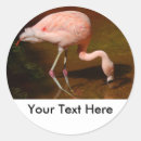 Search for flamingo bird stickers Nature