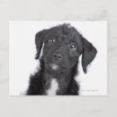 Search for shoulder postcards Black