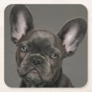 Search for purebred coasters Dog