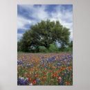 Search for bluebonnets art Paintbrush