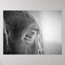 Search for white horses posters Grey