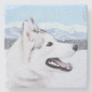 Search for siberian coasters Husky