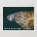 Search for florida manatee postcards Crystal river