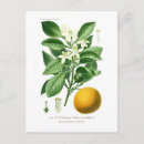 Search for citrus postcards Botanical