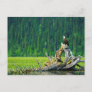 Search for british wildlife postcards Danita delimont