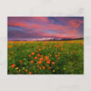 Search for snowcapped postcards Flower