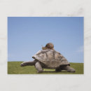 Search for two shells postcards Cold blooded