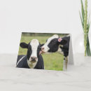 Search for farm anniversary cards Cow