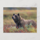 Search for np postcards Wildlife