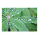 Search for dewdrops art Droplet