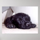 Search for wheaten terrier art Scottish