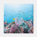 Search for scuba diving magnets Tropical fish