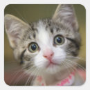 Search for green eyes stickers Pet