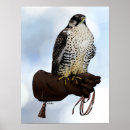 Search for gyrfalcon posters Falconry