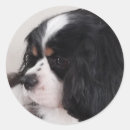 Search for tri colour stickers Puppy