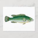 Search for green fish postcards Nature