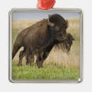 Search for bison christmas tree decorations Prairie