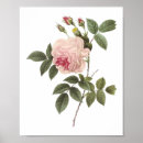 Search for tea rose posters Flower