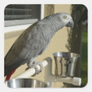 Search for congo stickers African grey