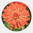 Search for zinnias stickers Orange
